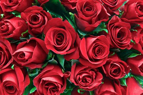 红色的玫瑰花图片-漂亮的红色玫瑰花素材-高清图片-摄影照片-寻图免费打包下载