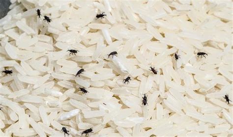 为什么大米放久了会长小虫子？哪儿来的？一个方法“赶尽杀绝”_健康百科 - 业百科