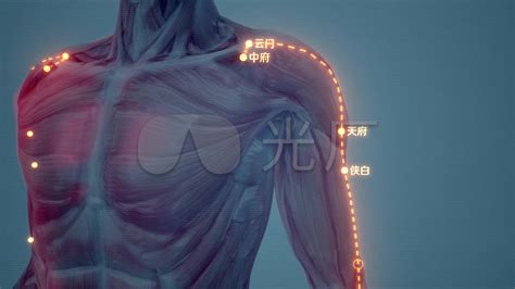手太阴肺经经络图图片 手太阴肺经经络图图片