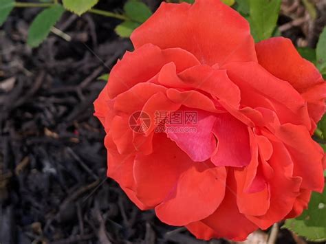 夏季玫瑰花的特写有选择的焦点高清图片下载-正版图片504309839-摄图网