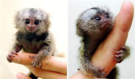 最小的猴,的猴子拇指猴图片,特别小的猴子(第3页)_大山谷图库