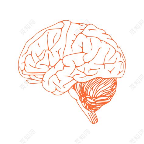 人体脑部结构图图片