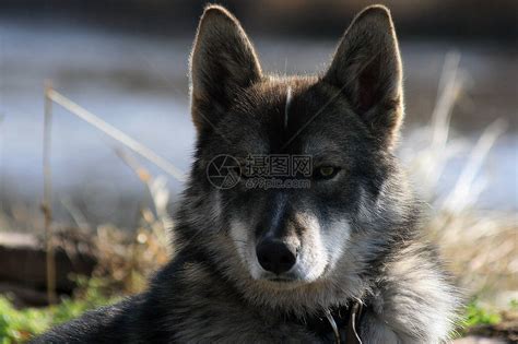 三种莱卡犬中最大的是东西伯利亚莱卡犬_[标签:标题1]