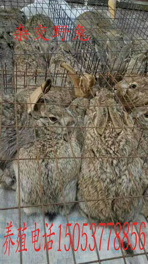 四川华蓥：发展肉兔养殖产业助农增收_时图_图片频道_云南网