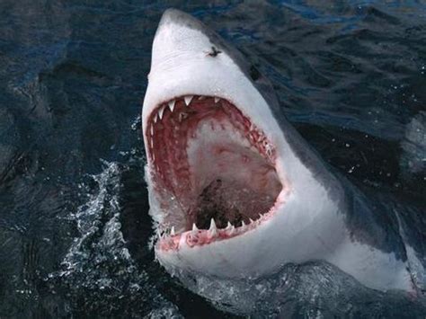 动物世界！大白鲨一天吃多少食物？科学家：占体重的2%！|动物世界|大白鲨|猎物_新浪新闻