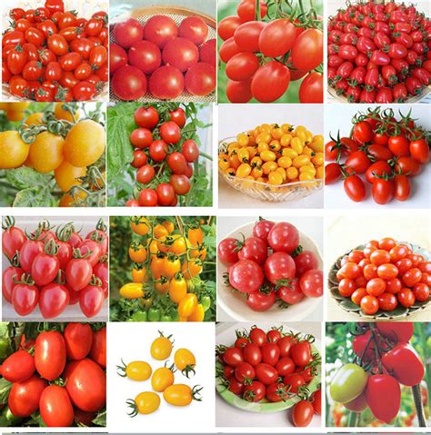 当季水果蔬菜,当季水果蔬菜一览表,当季蔬菜_大山谷图库
