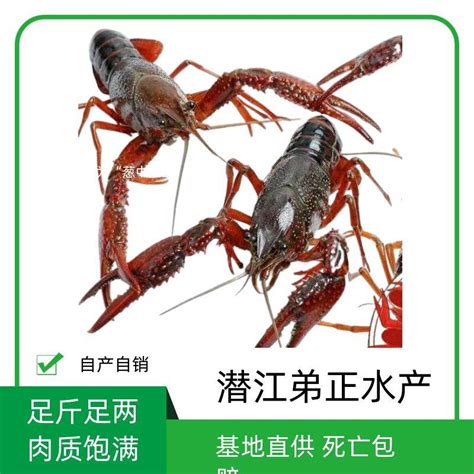 助力“潜江小龙虾”，10家利洋水产药店齐开业-利洋新闻-利洋水产