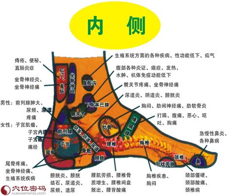 脚趾名称示意图图片