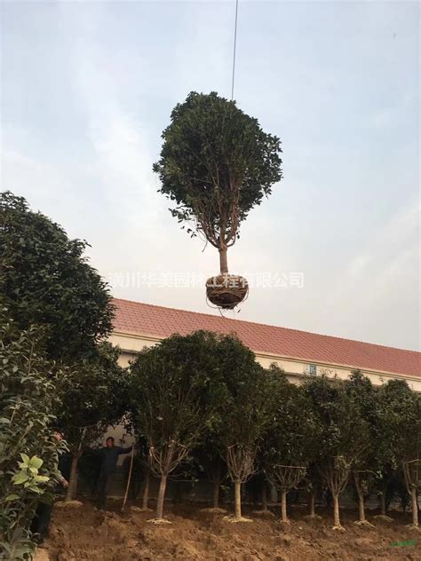 扬州市树是什么-苗木百科-中国花木网