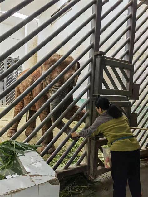 记者高温天里体验野生动物园饲养员的一天 烈日下守护“萌兽”安然度夏,江海晚报网