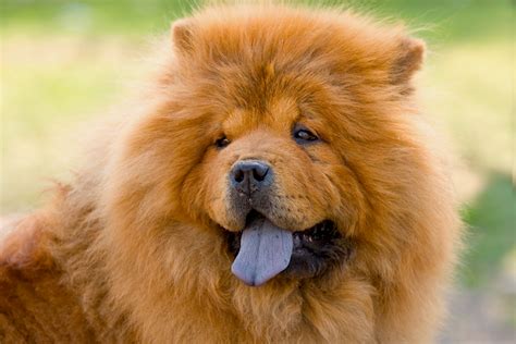 5 Things to Know About Chow Chows - Petful