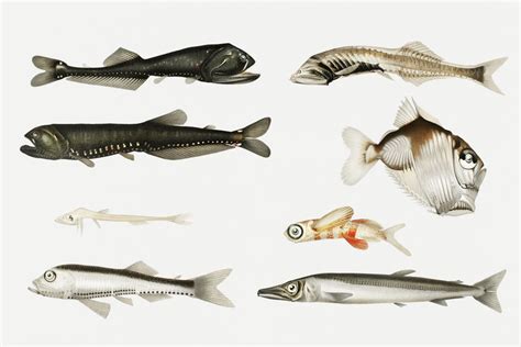 深海鱼类品种说明素材-高清图片-摄影照片-寻图免费打包下载