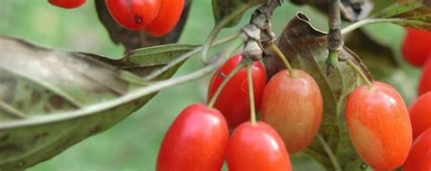 山茱萸种子催芽方法，山茱萸的种子处理 - 农敢网