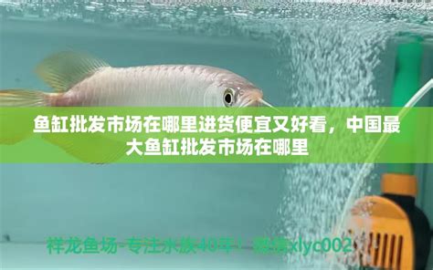 鱼缸批发市场在哪里进货便宜又好看，中国最大鱼缸批发市场在哪里 - 养鱼知识 - 龙鱼批发|祥龙鱼场(广州观赏鱼批发市场)