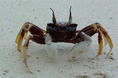 水箱里向外爬的大螃蟹高清图片下载-正版图片502074167-摄图网