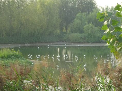 西安浐灞国家湿地公园的白鹭洲 - 中国自然保护区生物标本资源共享平台