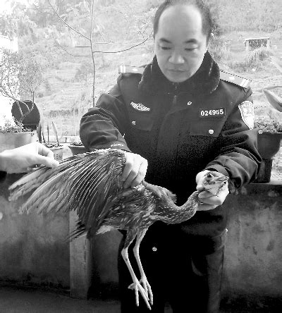 全球仅剩2千只 陕西宝鸡凤县发现5只世界濒危珍禽“黑鹳” - 神秘的地球 科学|自然|地理|探索