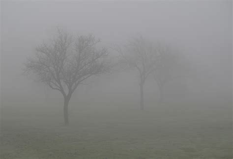 Tapety : stromy, minimalismus, sníh, ráno, mlha, atmosféra, zmrazení ...