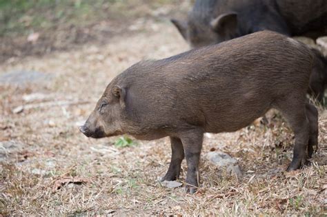 2019年一头猪多少钱：一头猪能卖多少钱及利润有多少钱-养殖业-去哪铺