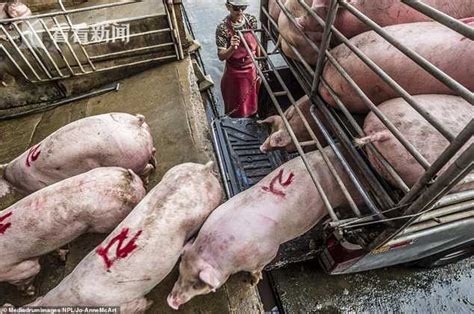 记者观摩屠宰场亲历猪被屠宰 兽医学生看后呕吐__凤凰网