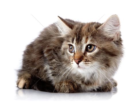 毛毛猫图片