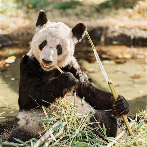 大熊猫丫丫失去伴侣，瘦骨嶙峋抱着树干不动，出国20年经历了什么