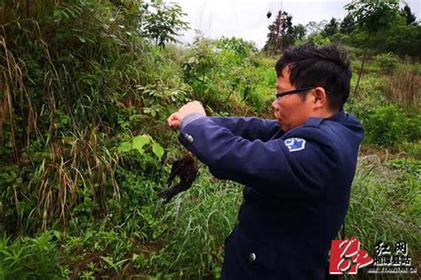 永州多部门开展打击猎鸟违法活动后，仍有鸟盗铤而走险_七环视频_澎湃新闻-The Paper