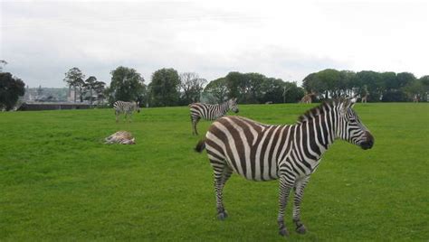 Fota Wildlife Park | Cork Zoo