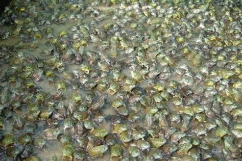 牛蛙的亩产量 - 农敢网