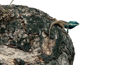 印度花园蜥蜴在其自然栖息地高清摄影大图-千库网