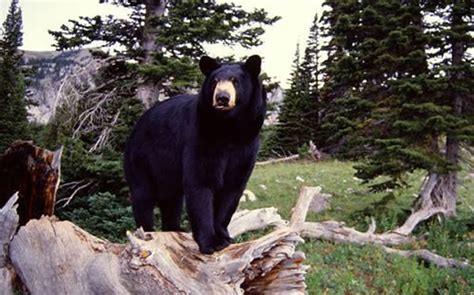 美国5个州几天来已经有7人遭遇熊的袭击 - 神秘的地球 科学|自然|地理|探索