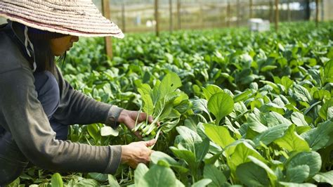 西安航空口岸完成首单植物种苗进口业务 - 丝路中国 - 中国网