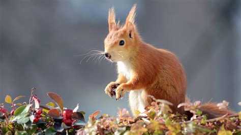 红松鼠图片-森林里的红松鼠素材-高清图片-摄影照片-寻图免费打包下载
