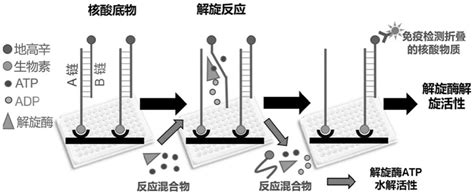 一种基于双链DNA的解旋酶活性测定方法及其应用与流程