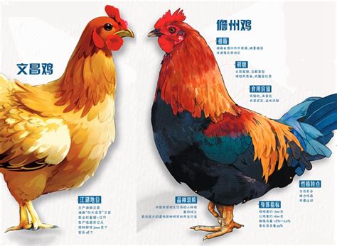 中国十大名鸡品种排名，天山雪鸡堪称鸡中的战斗鸡-参考之家