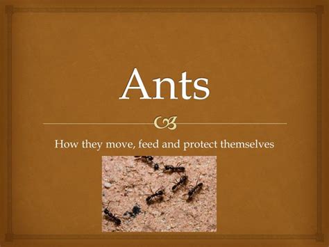 Ant Identification with Microscopes – Field Studies Council