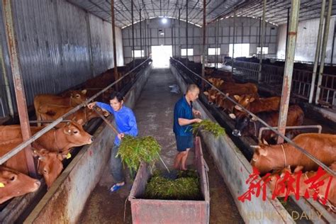 牛业联盟整体解决方案-深圳市中恒国科信息技术有限公司