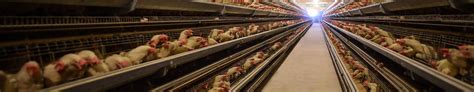广州养鸡自动化设备厂家的畜牧的保温秘诀！ - 知乎