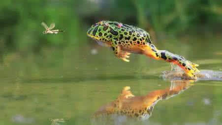 飞蛙: 会“飞翔”的青蛙, 树上的飞行者, 树间的跳跃者