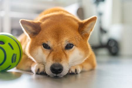 非主流爱犬图片头像