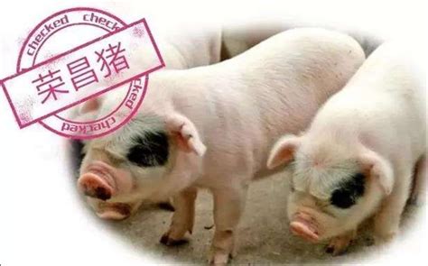 猪价“跌跌不休”？国家生猪大数据中心：年内整体高位运行_重庆市农业农村委员会