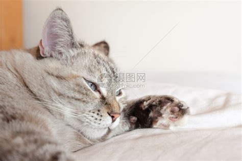 宠物欧洲的动棕色格子欧洲猫上小的粗肖像高清图片下载-正版图片307530707-摄图网