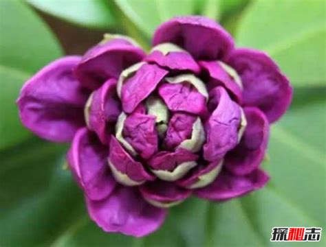 世界上十大毒花的花语：曼陀罗花语是黑暗(2)_巴拉排行榜