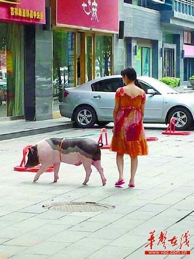 长沙美女街头遛猪 - 焦点图 - 湖南在线 - 华声在线