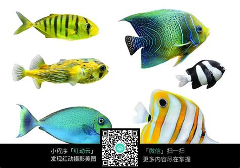 黄色热带鱼图片 - PSD素材网