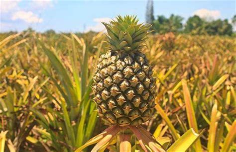 佳农 菲律宾菠萝 1个 精选巨无霸大果 单果重1.3-1.5kg 菠萝 生鲜水果-商品详情-菜管家