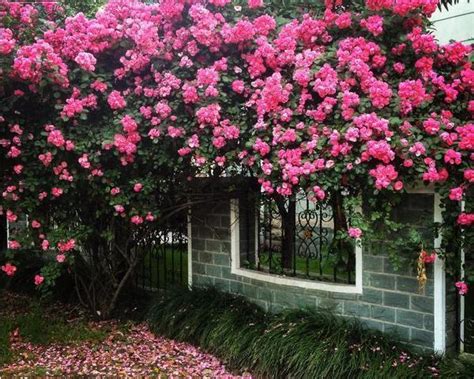 玫瑰是蔷薇科蔷薇属的多年生木本开花植物高清图片下载-正版图片506195048-摄图网