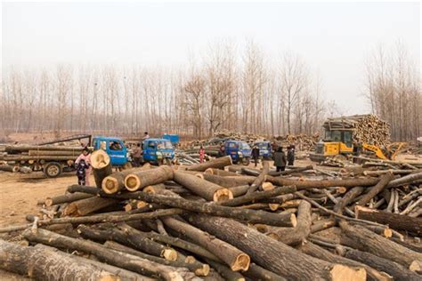 木材生意一年赚多少？木材行业前景怎么样_行业资讯_木头云