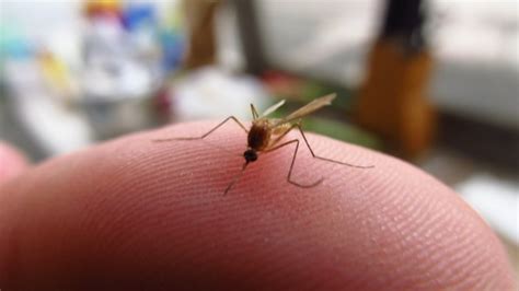 什么样血型的人最容易招蚊子，O型血？原来我们被骗了这么多年！_凤凰网视频_凤凰网