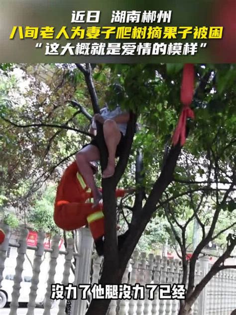 7旬老人，爬树割漆30年，1斤卖500元，叹后继无人-搜狐大视野-搜狐新闻